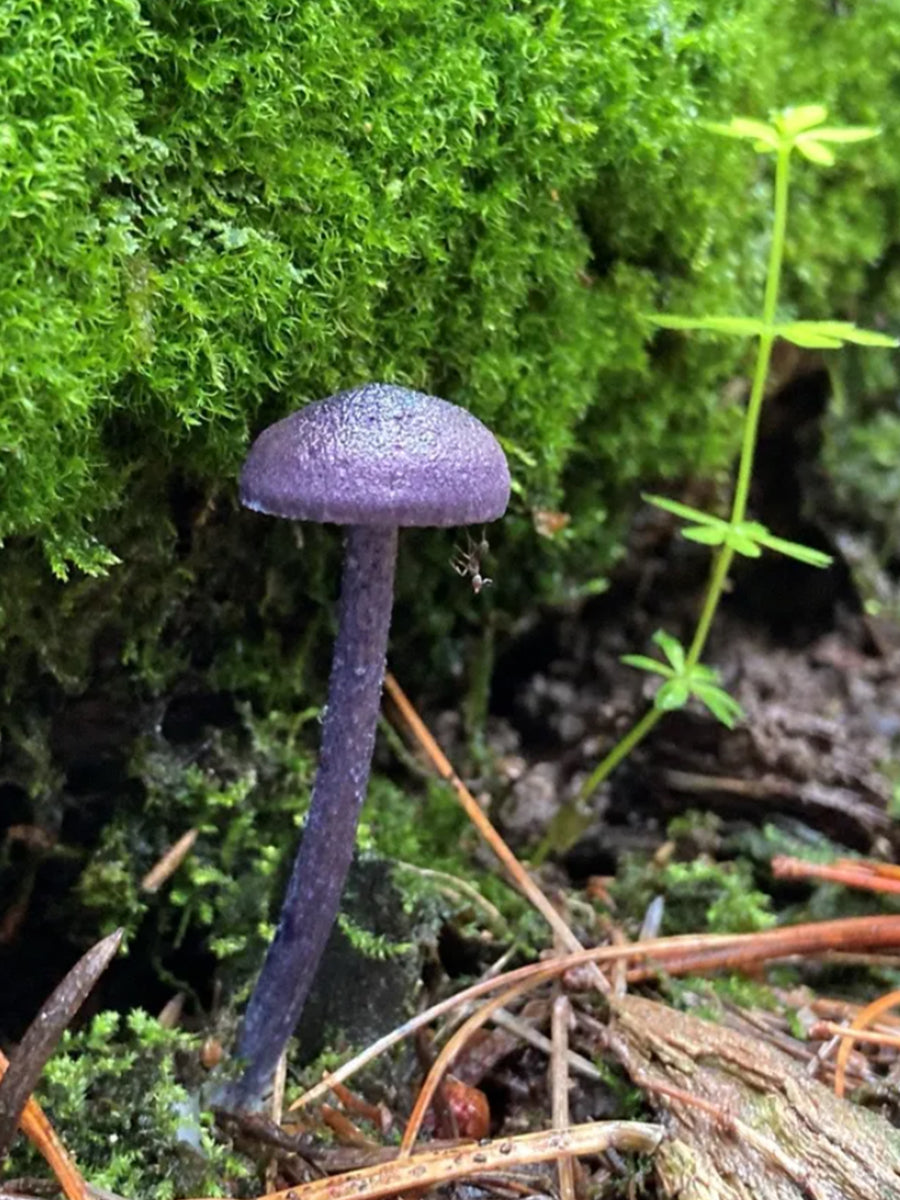 entoloma occidentale mushroom